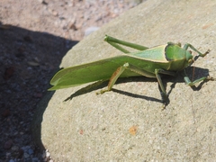 Stilpnochlora azteca