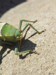 Stilpnochlora azteca