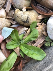 Gamochaeta americana