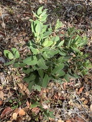 Arctostaphylos regismontana