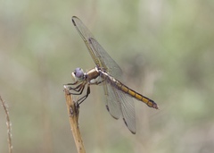 Libellula comanche