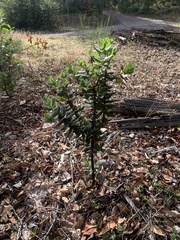 Arctostaphylos regismontana