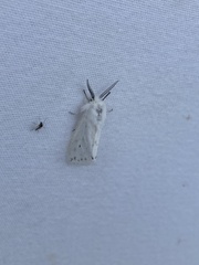Spilosoma congrua