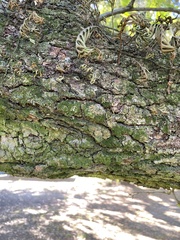 Quercus virginiana