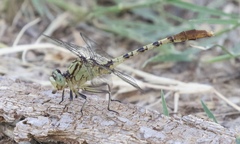 Arigomphus submedianus