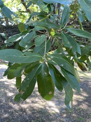 Quercus virginiana