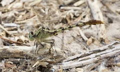 Arigomphus submedianus