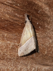 Hypena lividalis