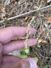 Chenopodium fremontii