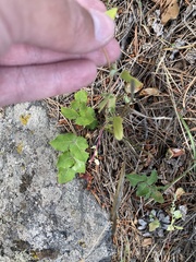 Chenopodium fremontii