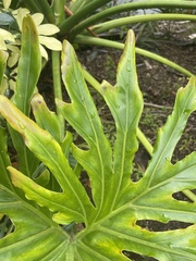 Thaumatophyllum xanadu