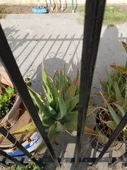 Aloe vera