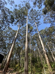 Eucalyptus diversicolor