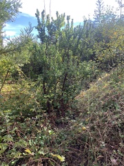 Arctostaphylos regismontana