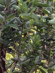 Arctostaphylos regismontana