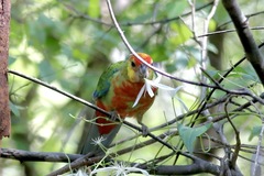 Platycercus icterotis