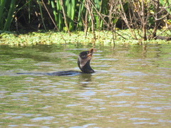 Synbranchus marmoratus