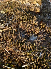 Ptychostomum pseudotriquetrum