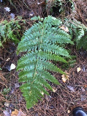 Dryopteris dilatata