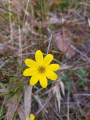 Bidens mitis