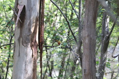 Platycercus icterotis