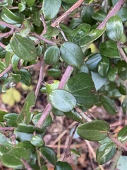 Ceanothus oliganthus sorediatus