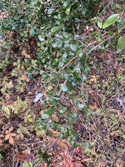 Ceanothus oliganthus sorediatus