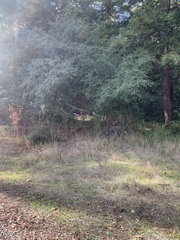 Ceanothus oliganthus sorediatus
