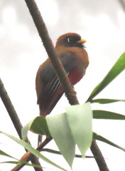 Trogon comptus