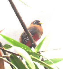 Trogon comptus