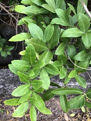 Tetrastigma formosanum