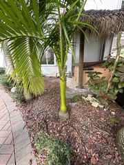 Carpoxylon macrospermum