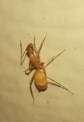 Camponotus festinatus