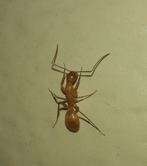 Camponotus festinatus