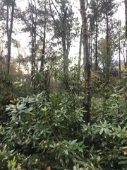 Rhododendron ponticum