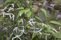 Clematis pubescens