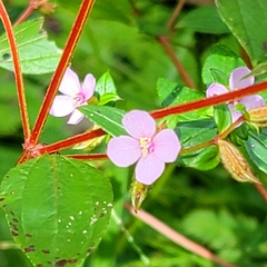 Arthrostemma ciliatum