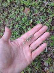 Elymus glabriflorus