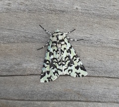 Leucolithodes paulina