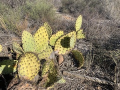 Opuntia oricola