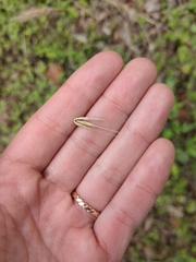 Elymus glabriflorus