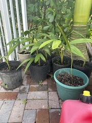 Carpoxylon macrospermum