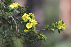 Hibbertia cuneiformis