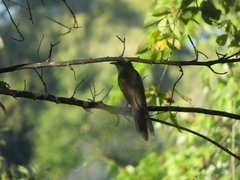 Coccyzus erythropthalmus