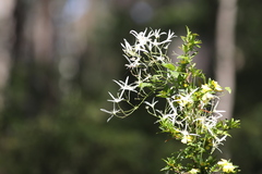 Clematis pubescens