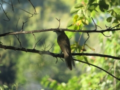 Coccyzus erythropthalmus