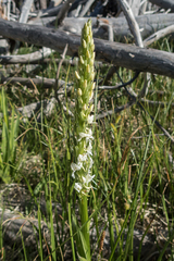 Platanthera dilatata leucostachys