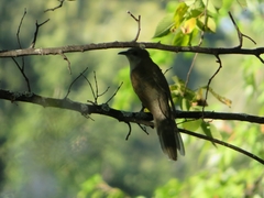 Coccyzus erythropthalmus