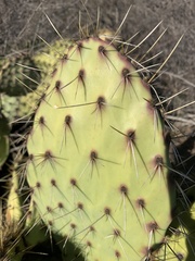Opuntia oricola