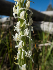 Platanthera dilatata leucostachys